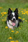 lying Border Collie