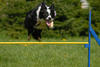 jumping Border Collie