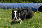 Border Collie at Agility