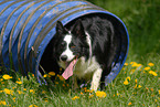 Border Collie at Agility