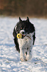 Border Collie in snow