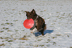 Border Collie plays in the snow