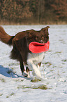 Border Collie plays in the snow