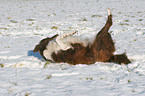 wallowing in the snow