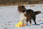 Border Collie in the snow