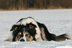 Border Collie sleeps in the snow