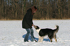 playing with Border Collie in the snow