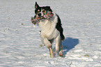 running Border Collie in the snow