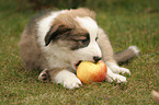 Border Collie puppy