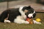 Border Collie puppy