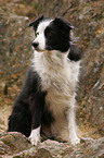 female Border Collie