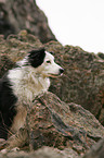 female Border Collie