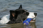 swimming Border Collie