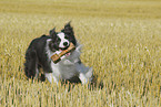 playing Border Collie