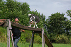 Border Collie at agility