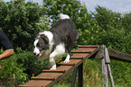 Border Collie at agility