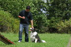 Border Collie at agility