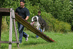 Border Collie at agility