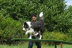 Border Collie at agility