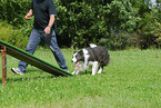 Border Collie at agility