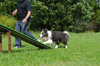 Border Collie at agility