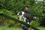 Border Collie at agility