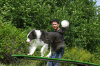 Border Collie at agility