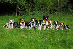 lying Border Collies