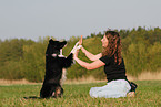 Border Collie shows trick