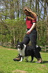 Border Collie shows trick