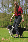 Border Collie shows trick