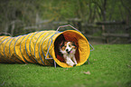 Border Collie at agility