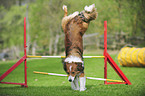 Border Collie at agility