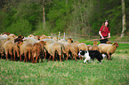 Border Collie and sheeps