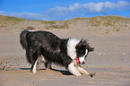 digging Border Collie