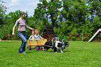 Border Collies pulling a cart
