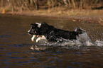 bathing Border Collie