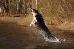 playing Border Collie