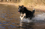 bathing Border Collie