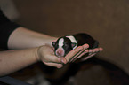 newborn Border Collie