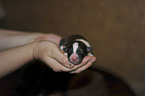 newborn Border Collie