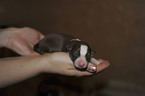 newborn Border Collie