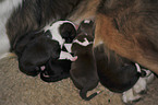 newborn Border Collie