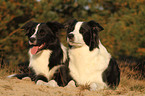 Border Collies