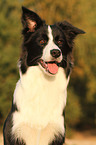 Border Collie Portrait