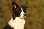 Border Collie Portrait