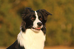 Border Collie Portrait