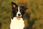 Border Collie Portrait