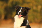 Border Collie Portrait