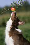 Border Collie Portrait